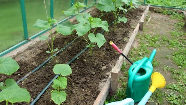 КАЛИЙ В ПОЧВЕ И В РАСТЕНИЯХ. Калийные удобрения смотреть онлайн