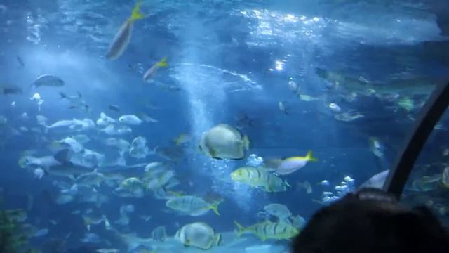 кормление акул смотреть онлайн