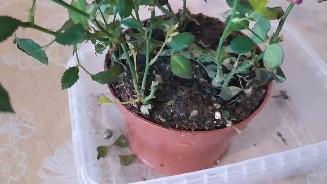 Как ухаживать за комнатной розой после покупки. Черенкование комнатных роз. indoor roses смотреть онлайн