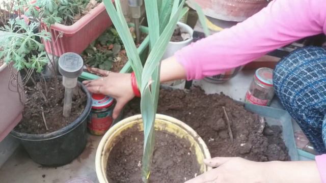 How to Grow Gladiolus In India | Taking Care of Gladiolus смотреть онлайн