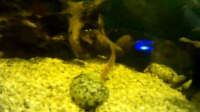 Игра приманки Tioga под водой.