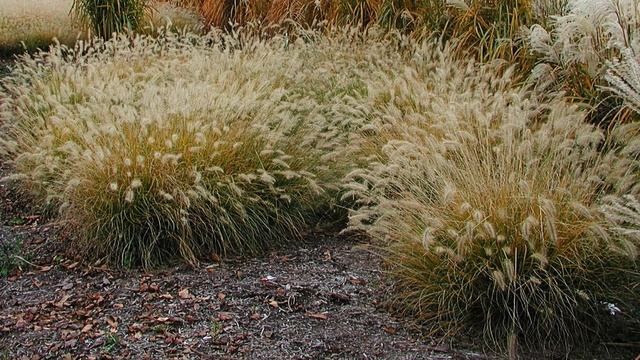 Pennisetum alopecuroides (Fountain Grass) /Amazing, Easy to Grow, Highly Decorative Ornamental Gras смотреть онлайн