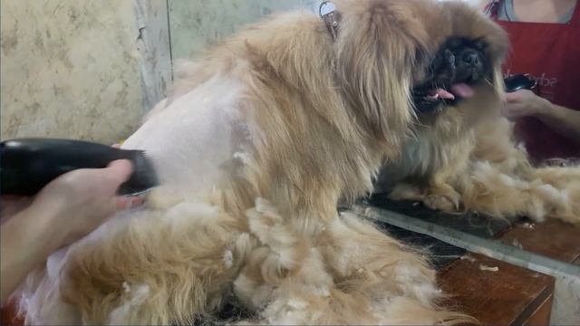 Канал "Я - Грумер". Стрижка пекинеса. Часть 1. Haircut pekingese смотреть онлайн