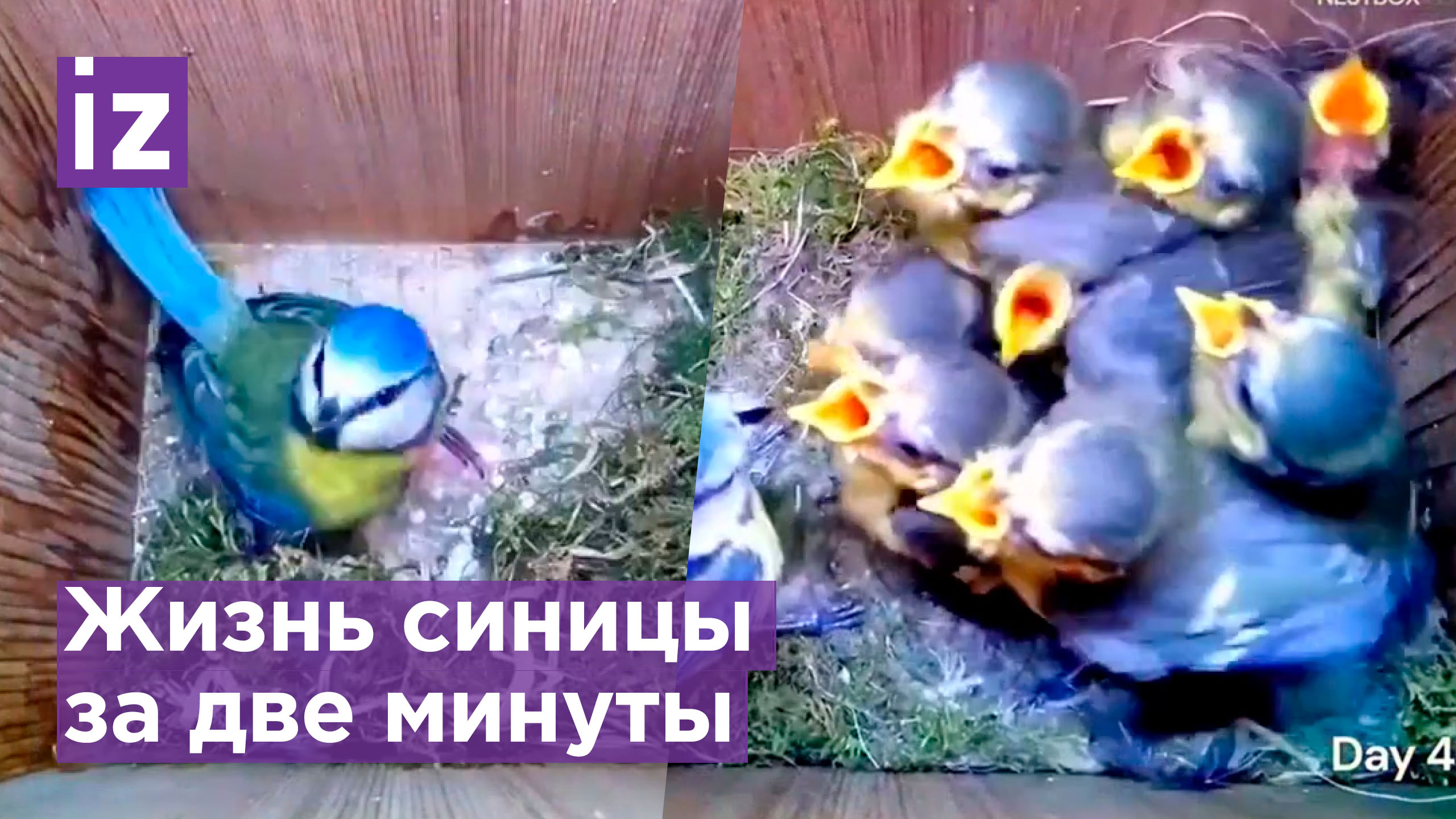 Свила гнездо, высидела яйца, вырастила птенцов: жизнь синицы внутри скворечника за две минуты смотреть онлайн