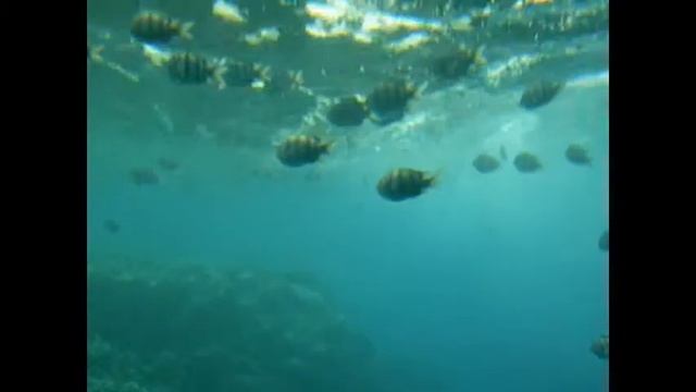 Экскурсии в Шарм Эль Шейхе. Батискаф смотреть онлайн