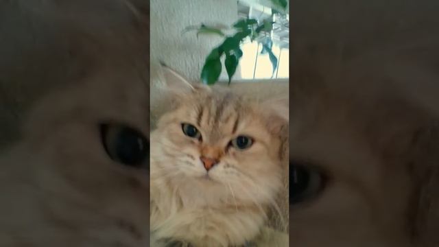 Злой кот напал на меня! смотреть онлайн