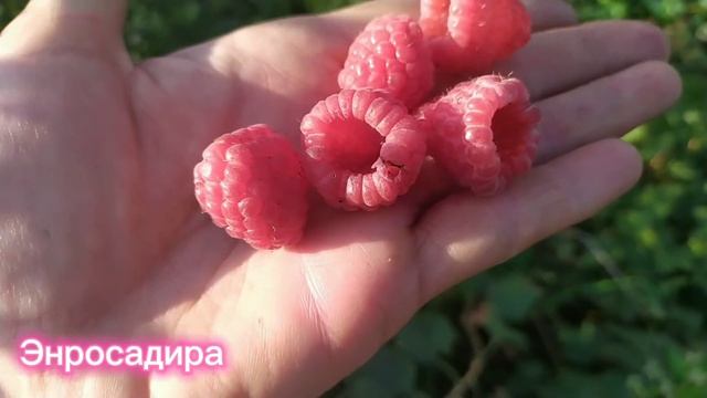 Энросадира малина мечта! смотреть онлайн