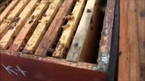 Дедовский метод Обработки пчёл от клеща