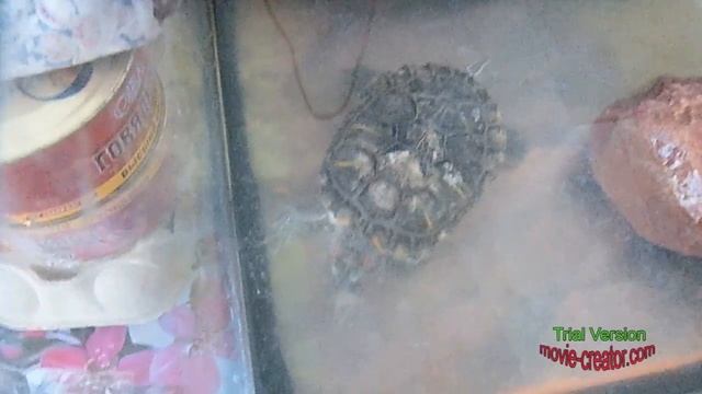 Что любит есть красноухая черепаха(Язь, предпочтение) смотреть онлайн