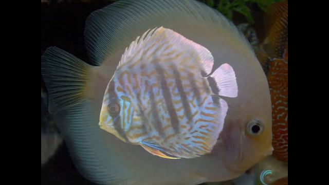 Дискус смотреть онлайн