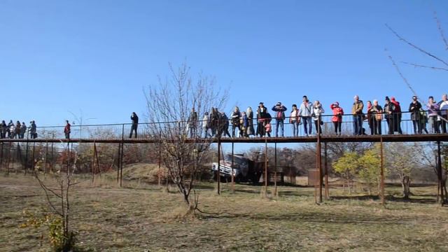 Удивительные звери