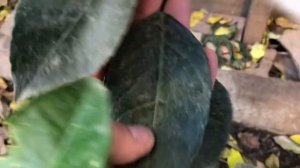 Выращивание цитрусов в открытом грунте часть 9. Как вырастить лимон без укрытия