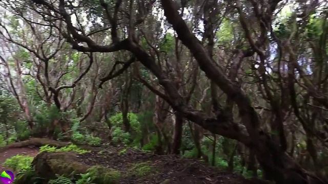 Расслабляющая музыка - расслабляющий звук джунглей с птицами, природой - медитация и снятие стресса смотреть онлайн