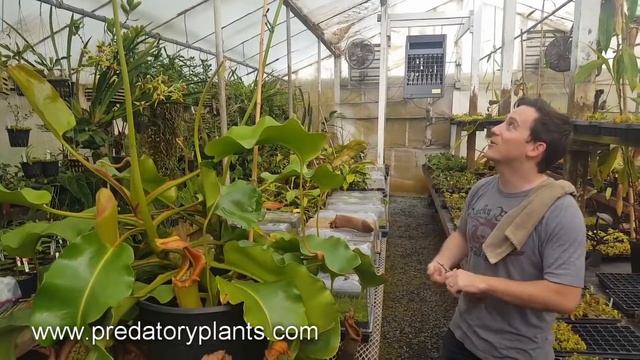 Removing flower spikes from Nepenthes truncata "Titan" смотреть онлайн