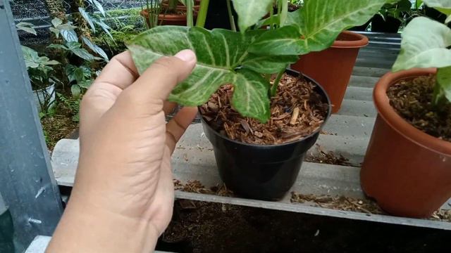 Syngonium Milk Confetti Vs Syngonium Confetti @kebunrevita