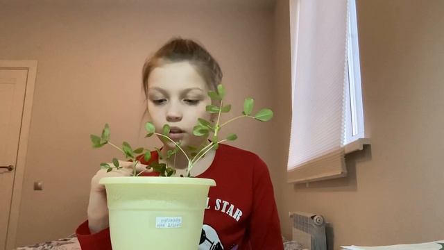 Арахис стал совсем большим! смотреть онлайн