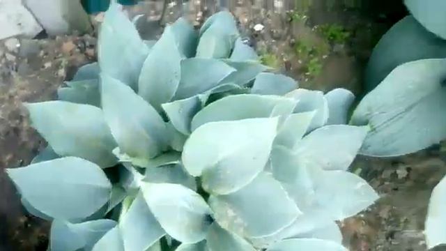 мои хосты ) мои рай цветов ) смотреть онлайн