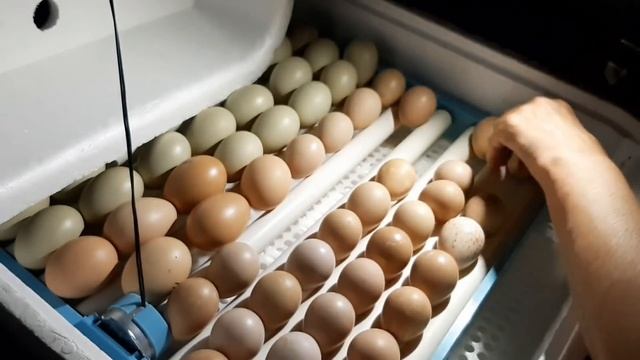 Цесариные яйца собаке?! смотреть онлайн