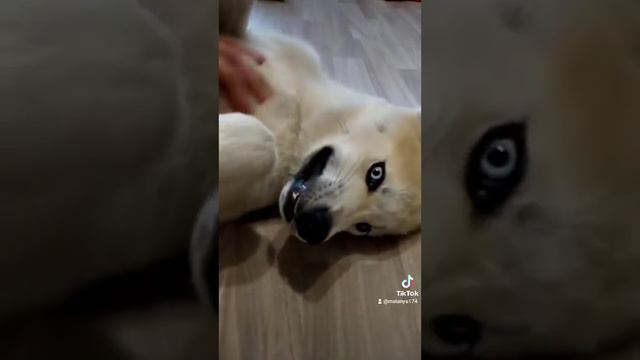 Акита Ину, Ева 🐶, хабака ржака🤣🤣🤣 смотреть онлайн