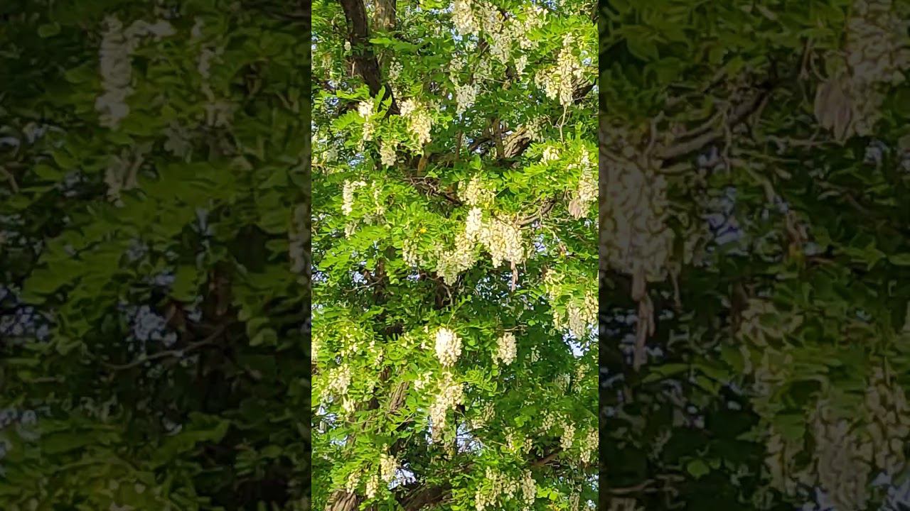 Белая акация цветёт на улицах Пензы! White acacia is blooming!