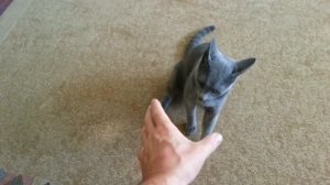 Русский голубой кот Кусака охотник или просто красавчег Archangel Blue  russian blue