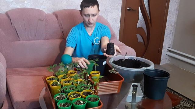 Пересадка перцев без пикировки! смотреть онлайн