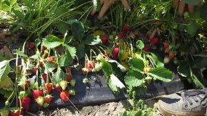 Урожайность клубники, сорта Спаржи. Часть 2.(ЗВОНИТЕ ПО НОМЕРУ +7-918-010-2726)