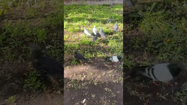 Голуби едят семечки смотреть онлайн