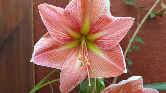 Terracotta Star Hippeastrum