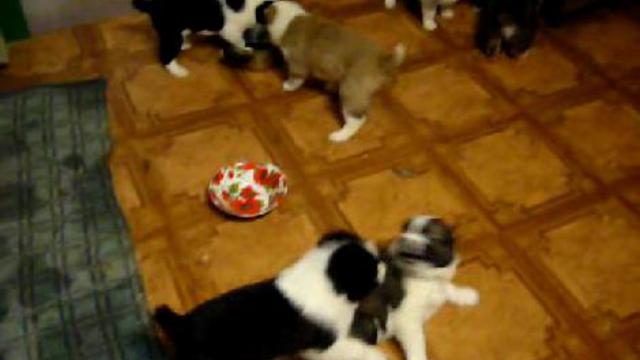 Жизнь собачья