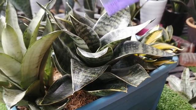 Review Sansevieria Solid Gold смотреть онлайн
