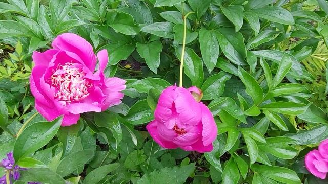 Пион Неон.Расцвел последним.Июль 2022. смотреть онлайн