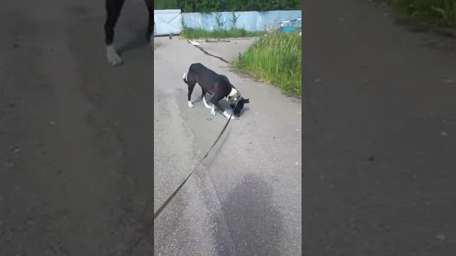 Герда, приют Майский День смотреть онлайн