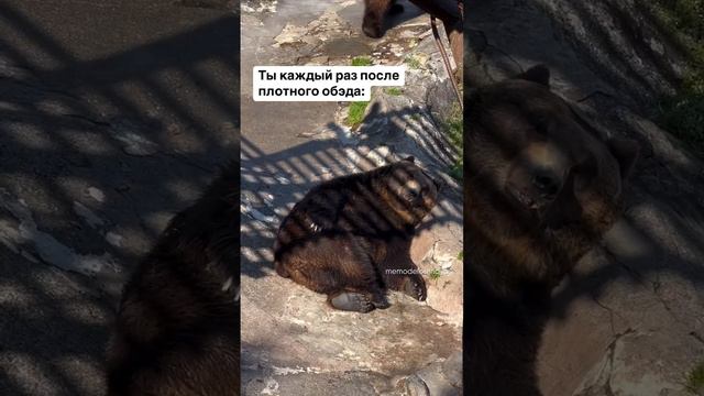 #meme #memes смотреть онлайн