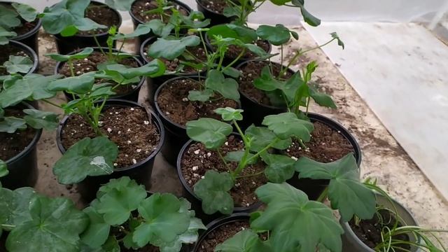 Обзор зимней тёплой теплицы. Январь 2020! смотреть онлайн