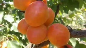 Apricot Wonder Cot. Абрикос Вондер Кот.Смачний, надранній сорт