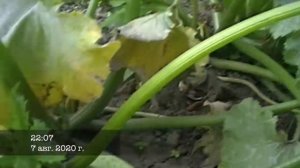 Кустовой кабачек сорт Кавили F1. Мой опыт выращивания