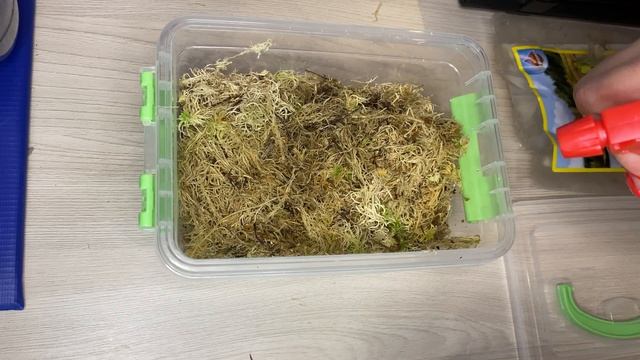 Восстановление мха Сфагнума // Sphagnum Genus Restoration // Мох Сфагнум дома