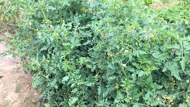 Обрезаем Помидоры Балконное Чудо смотреть онлайн