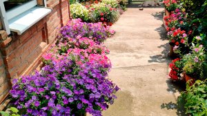 ПЛОХИЕ СЕМЕНА ПЕТУНИЙ! Как взошли ампельные и кустовые петунии?