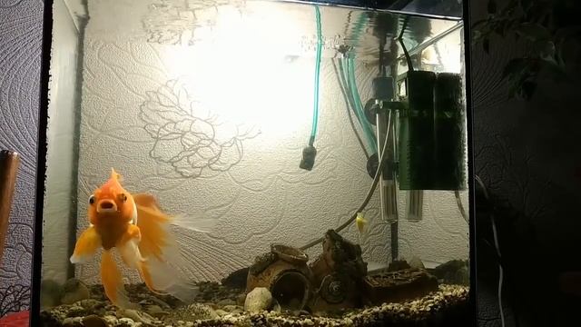 Охота Золотой рыбки на гуппи смотреть онлайн