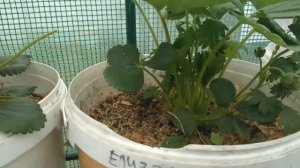 ОБЪЕМ КАШПО ДЛЯ КЛУБНИКИ