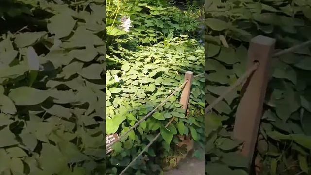 Прогулка по Аптекарскому огороду #москва #2023 #прогулка #растения #цветы #деревья смотреть онлайн