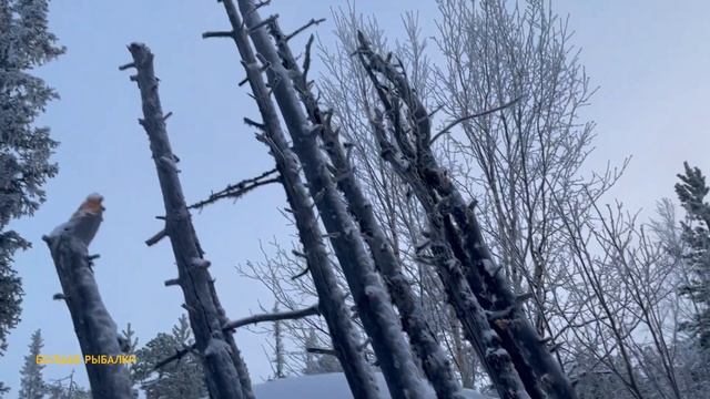 УМА НЕТ, ПРОТОПИЛ ИЗБУ ЁЛКОЙ. ЧТО СПАСЁТ!!!? смотреть онлайн