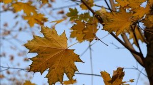 гр Восток Танец желтых листьев