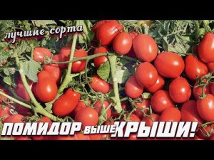 В холодное лето растут на ура! Топ супер-урожайных томатов для холодных регионов и Подмосковья.