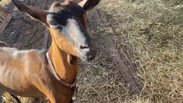Деревенские будни с КОЗАМИ.Сено, навоз,деревня,козы:зато молоко НАТУРАЛЬНОЕ!Моя жизнь как она есть! смотреть онлайн