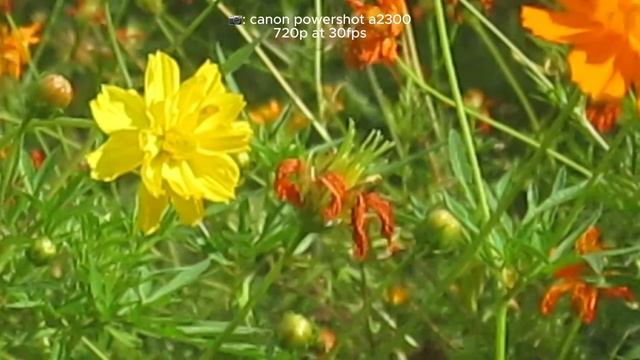 ⭐️ canon powershot a2300: a decade later смотреть онлайн