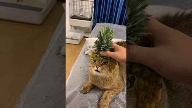 КОШКА ПРИМЕРЯЕТСЯ????