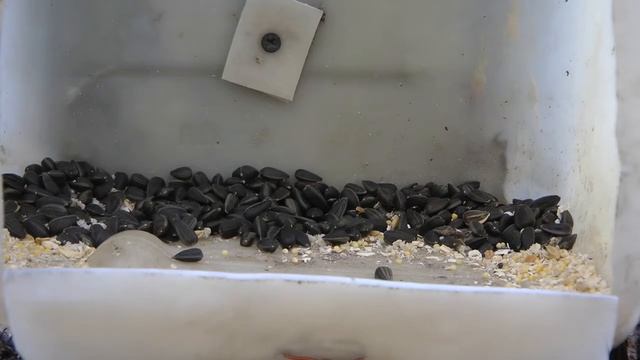 Гости кормушки – поползень, синицы, гаички смотреть онлайн